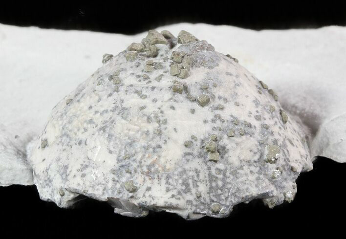 Crinoid (Melocrinus) Crown With Pyrite - Indiana #47105